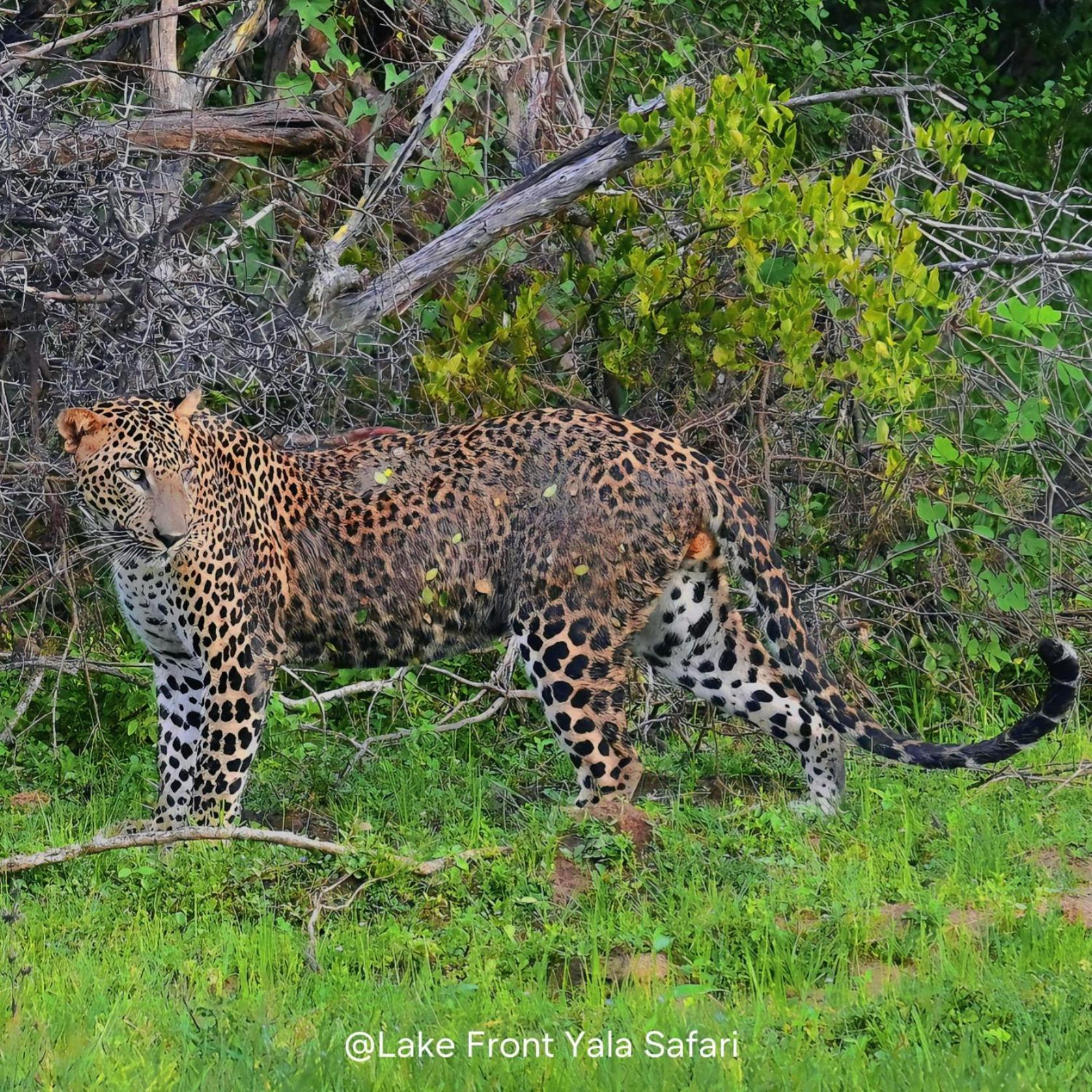 Lake Front Yala Safari Kataragama Bagian luar foto