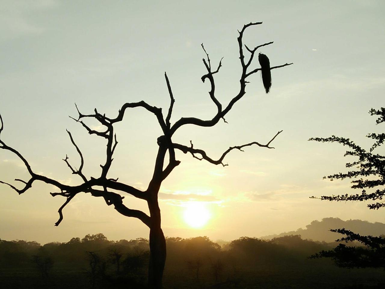 Lake Front Yala Safari Kataragama Bagian luar foto